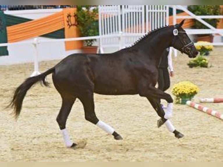 Trakehner Stallion 13 years 16.3 hh Black in Günzburg
