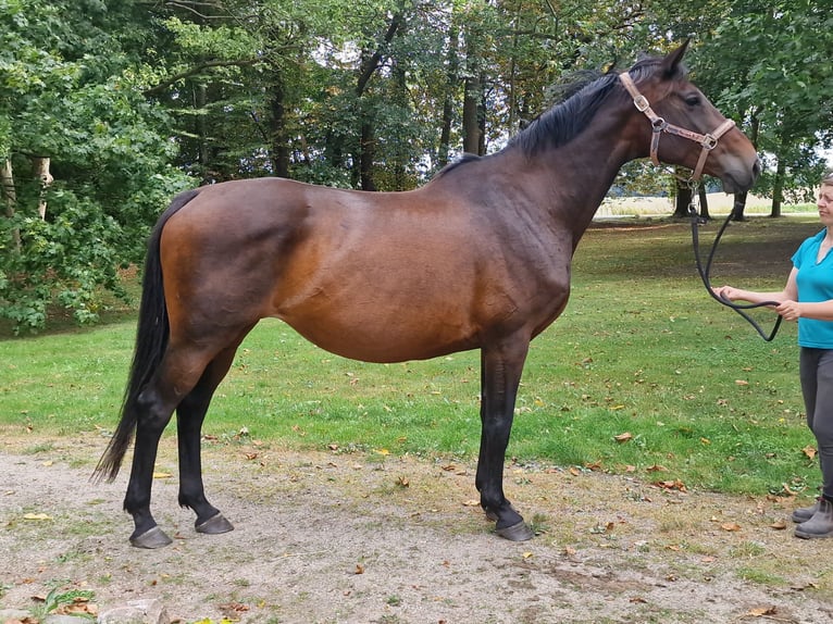 Trakehner Stallion 15 years in Bosau