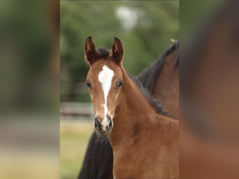Trakehner Stallion 1 year 13.1 hh Brown-Light in Mücke