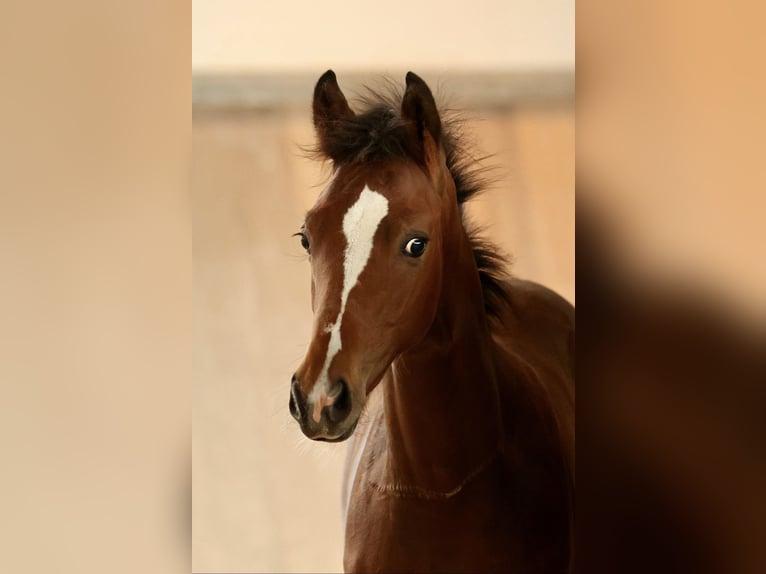 Trakehner Stallion 1 year 13.1 hh Brown-Light in Mücke