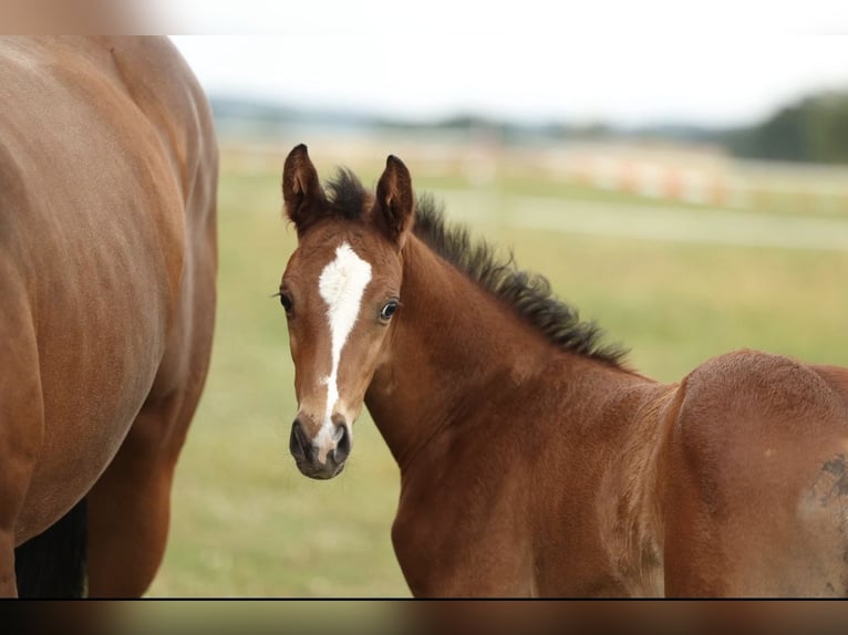 Trakehner Stallion 1 year 13,1 hh Brown-Light in Mücke