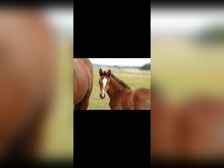 Trakehner Stallion 1 year 13,1 hh Brown-Light in Mücke