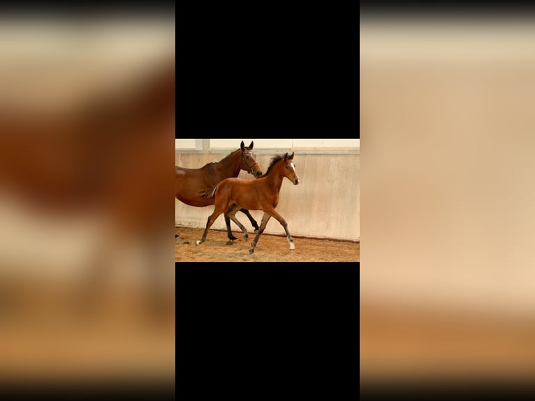 Trakehner Stallion 1 year 13,1 hh Brown-Light in Mücke