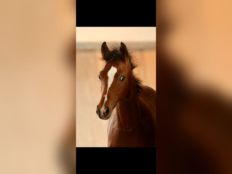 Trakehner Stallion 1 year 13,1 hh Brown-Light in Mücke
