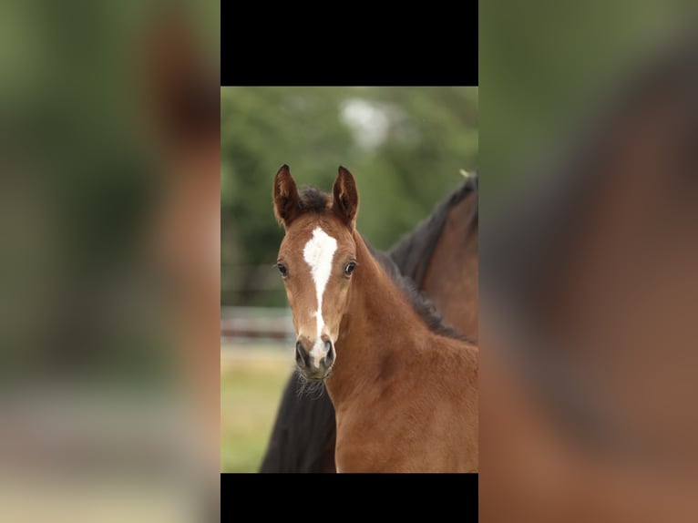 Trakehner Stallion 1 year 13,1 hh Brown-Light in Mücke