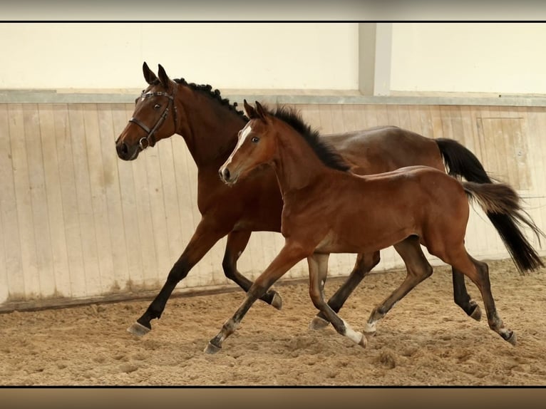 Trakehner Stallion 1 year 13,1 hh Brown-Light in Mücke