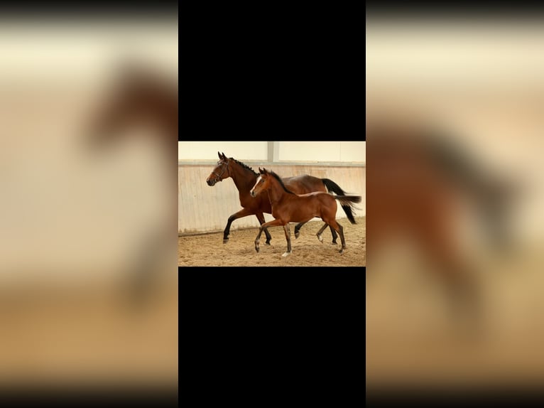 Trakehner Stallion 1 year 13,1 hh Brown-Light in Mücke