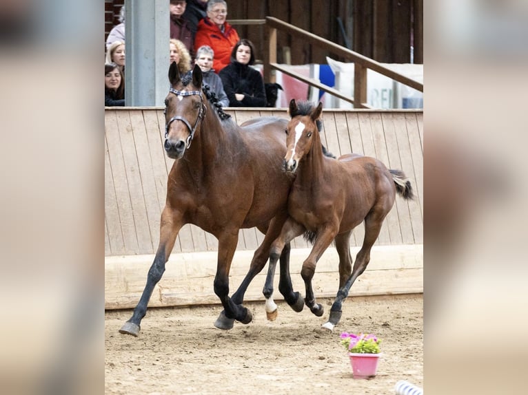 Trakehner Stallion 1 year 13,1 hh Brown-Light in Mücke