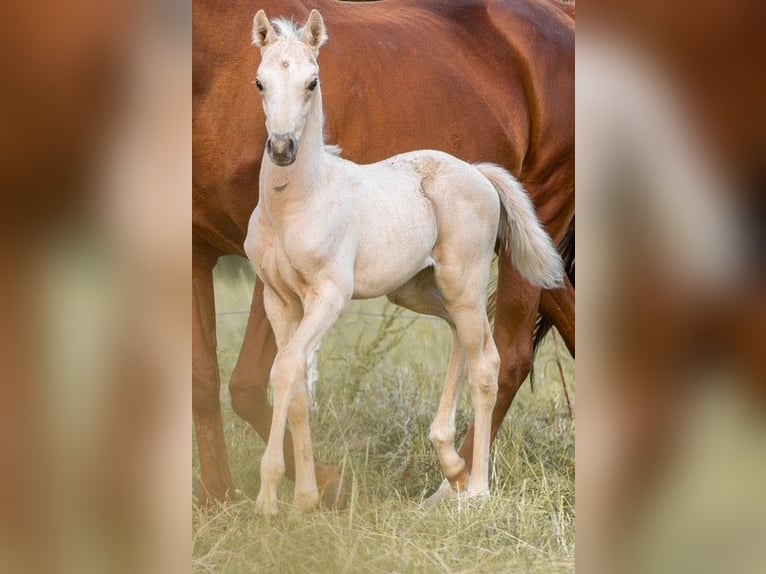 Trakehner Stallion 1 year 15,1 hh Palomino in Wolfhagen