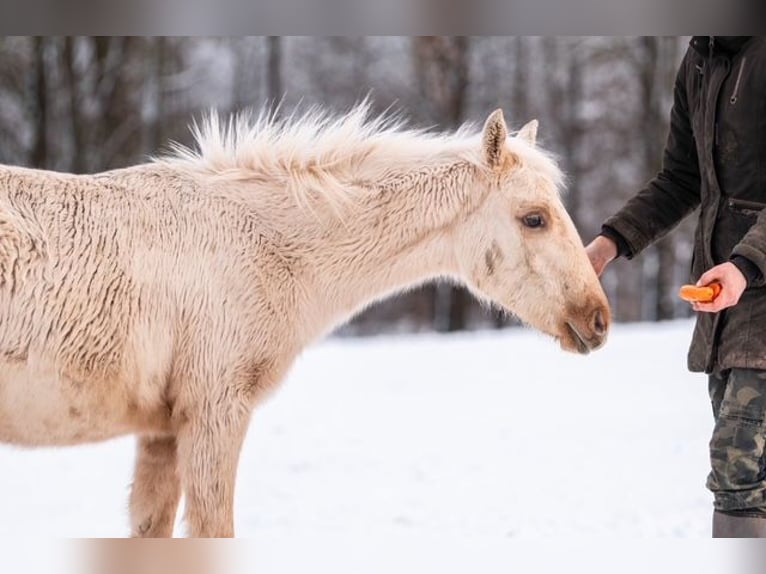 Trakehner Stallion 1 year 15,1 hh Palomino in Wolfhagen