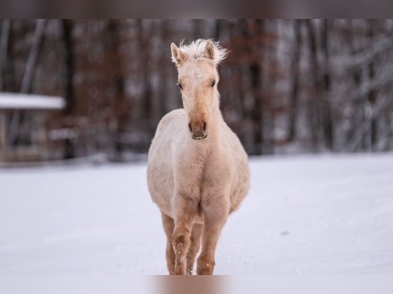 Trakehner Stallion 1 year 15,1 hh Palomino in Wolfhagen