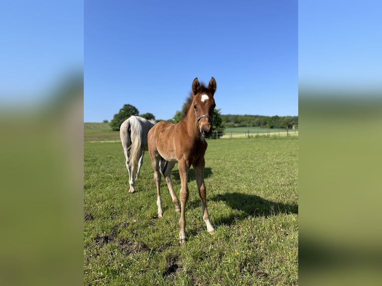 Trakehner Stallion 1 year 15,3 hh Brown in Weißenburg in Bayern