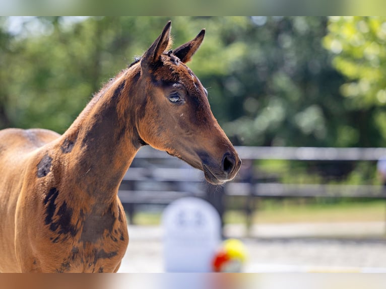 Trakehner Stallion 1 year 16,1 hh Bay-Dark in Densborn