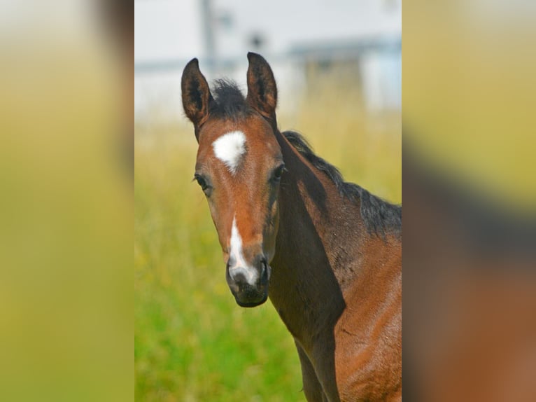 Trakehner Stallion 1 year 16,1 hh Bay-Dark in Alzenau