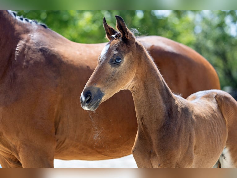 Trakehner Stallion 1 year 16,1 hh Bay-Dark in Alzenau