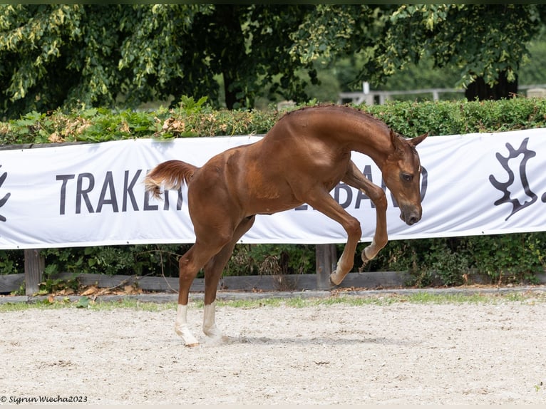 Trakehner Stallion 1 year 16,1 hh Chestnut-Red in Löbau