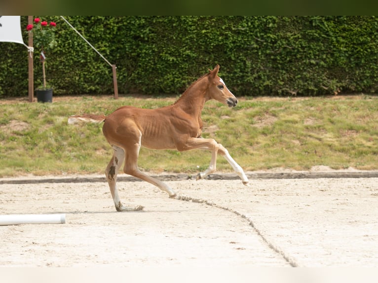Trakehner Stallion 1 year 16,1 hh Chestnut-Red in Uslar