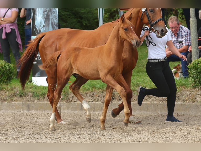 Trakehner Stallion 1 year 16,1 hh Chestnut-Red in Oetzen