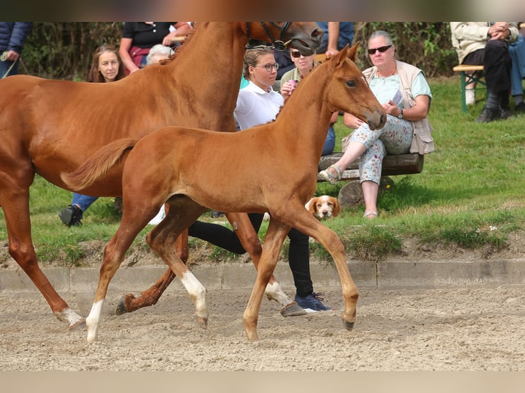 Trakehner Stallion 1 year 16,1 hh Chestnut-Red in Oetzen