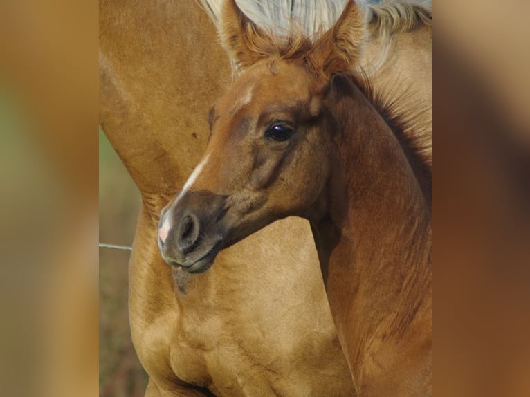 Trakehner Stallion 1 year 16,1 hh Chestnut-Red in Ruila