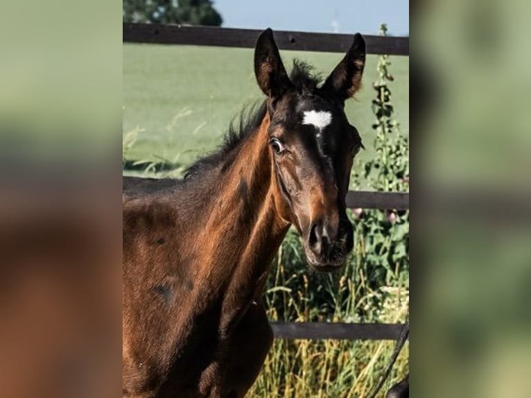 Trakehner Stallion 1 year 16.1 hh Smoky-Black in Nellingen Aichen