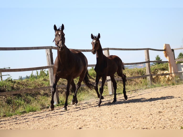 Trakehner Stallion 1 year 16.1 hh Smoky-Black in Nellingen Aichen