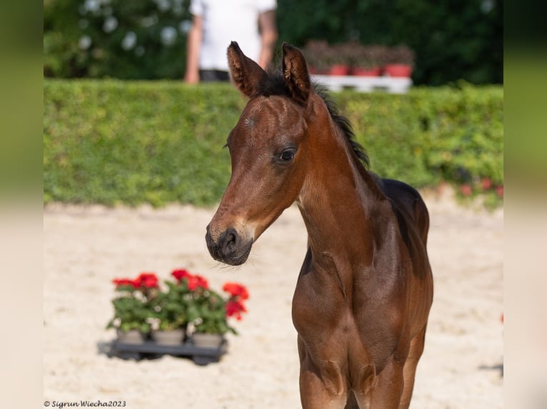 Trakehner Stallion 1 year 16,2 hh Bay-Dark in Bad Münstereifel