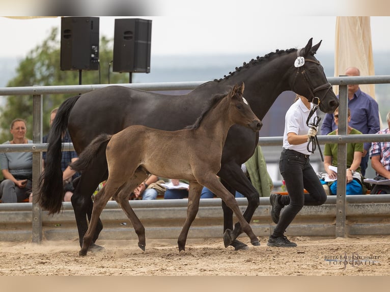 Trakehner Stallion 1 year 16,2 hh Black in Dautphetal