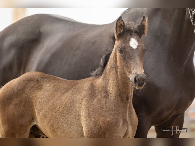 Trakehner Stallion 1 year 16,2 hh Black in Dautphetal