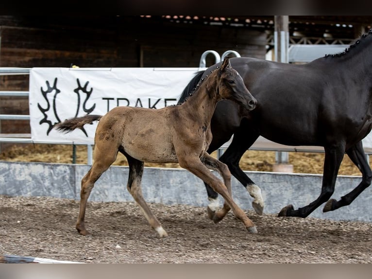 Trakehner Stallion 1 year 16,2 hh Black in Günzburg