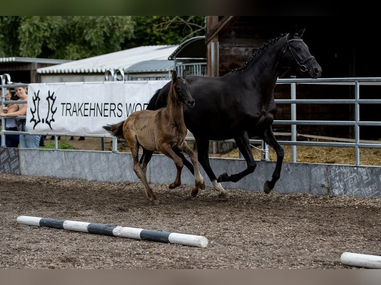 Trakehner Stallion 1 year 16,2 hh Black in Günzburg