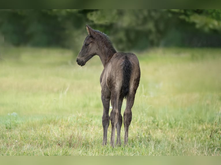 Trakehner Stallion 1 year 16.2 hh Black in Sperenberg