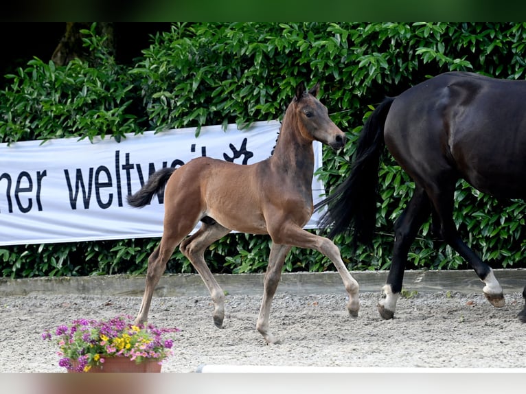 Trakehner Stallion 1 year 16,2 hh Brown in Lüdinghausen