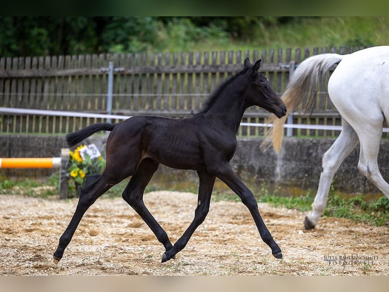 Trakehner Stallion 1 year 16,2 hh Can be white in Denklingen