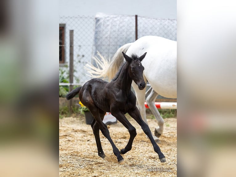Trakehner Stallion 1 year 16,2 hh Can be white in Denklingen