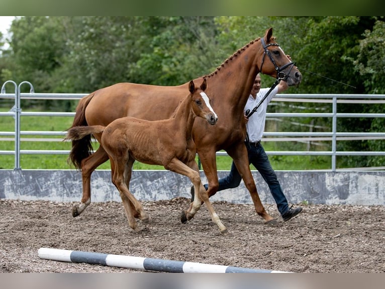 Trakehner Stallion 1 year 16,2 hh Chestnut-Red in Günzburg