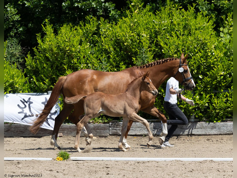 Trakehner Stallion 1 year 16,2 hh Chestnut-Red in Rendsburg