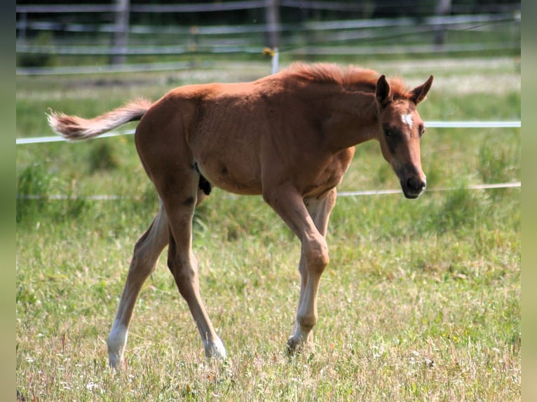 Trakehner Stallion 1 year 16.2 hh Chestnut-Red in Sperenberg