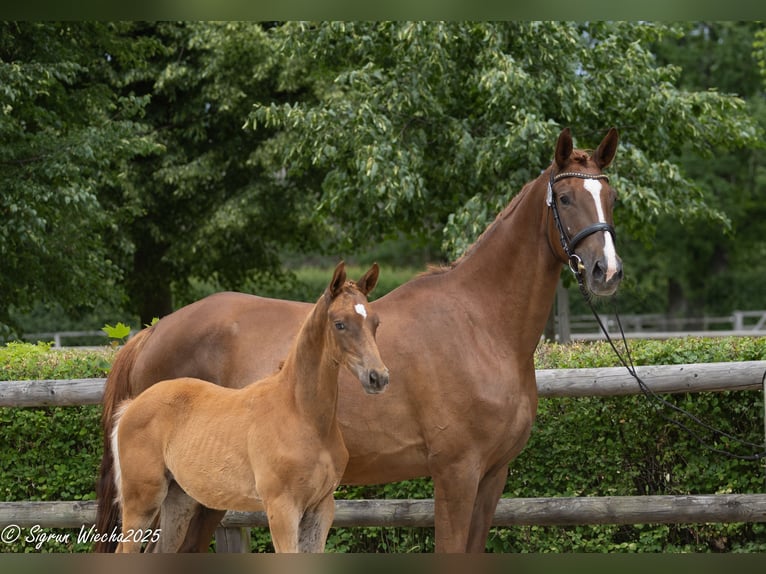 Trakehner Stallion 1 year 16.2 hh Chestnut-Red in Sperenberg
