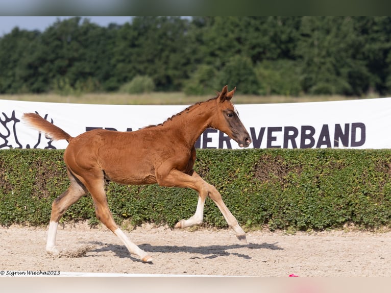 Trakehner Stallion 1 year 16,2 hh Chestnut in Langerwehe