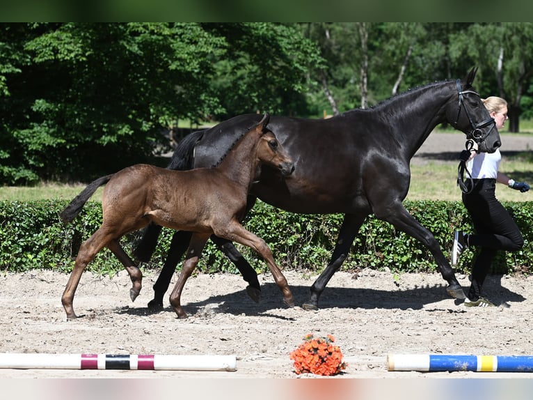 Trakehner Stallion 1 year 16,2 hh Smoky-Black in Bargstedt