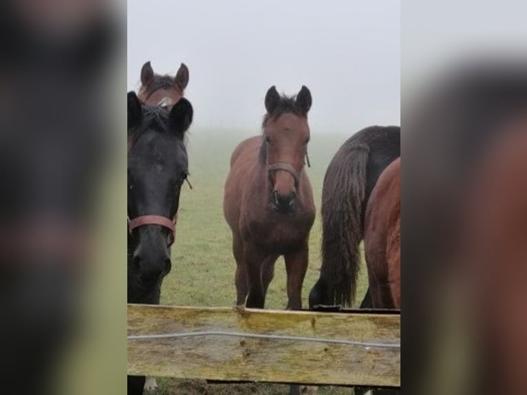 Trakehner Stallion 1 year 16,3 hh Brown in Harsefeld