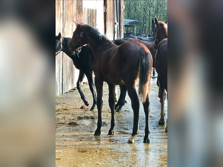 Trakehner Stallion 1 year 16,3 hh Brown in Harsefeld