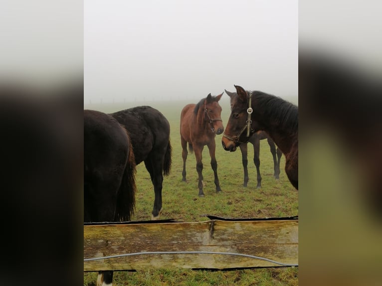 Trakehner Stallion 1 year 16,3 hh Brown in Harsefeld