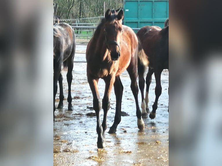 Trakehner Stallion 1 year 16,3 hh Brown in Harsefeld