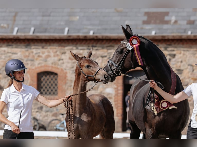 Trakehner Stallion 1 year 16,3 hh Gray in Græsted