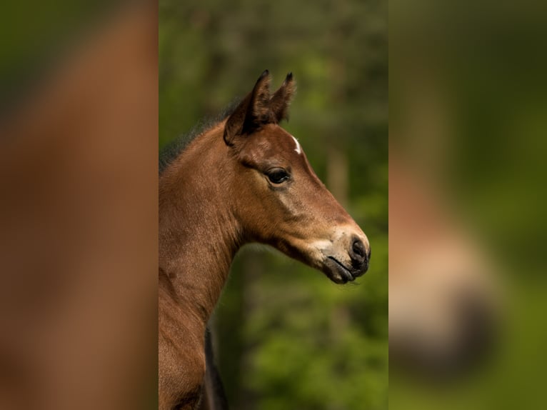 Trakehner Stallion 1 year 16 hh Brown in Wandlitz