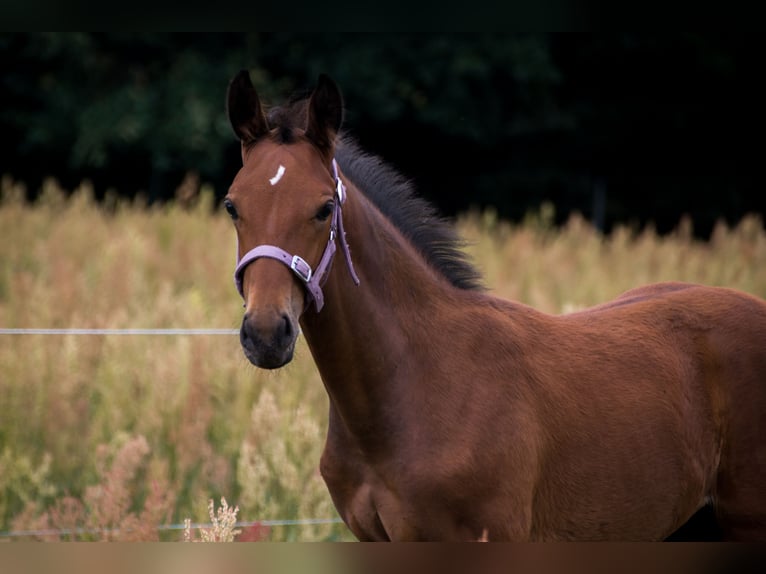 Trakehner Stallion 1 year 16 hh Brown in Wandlitz