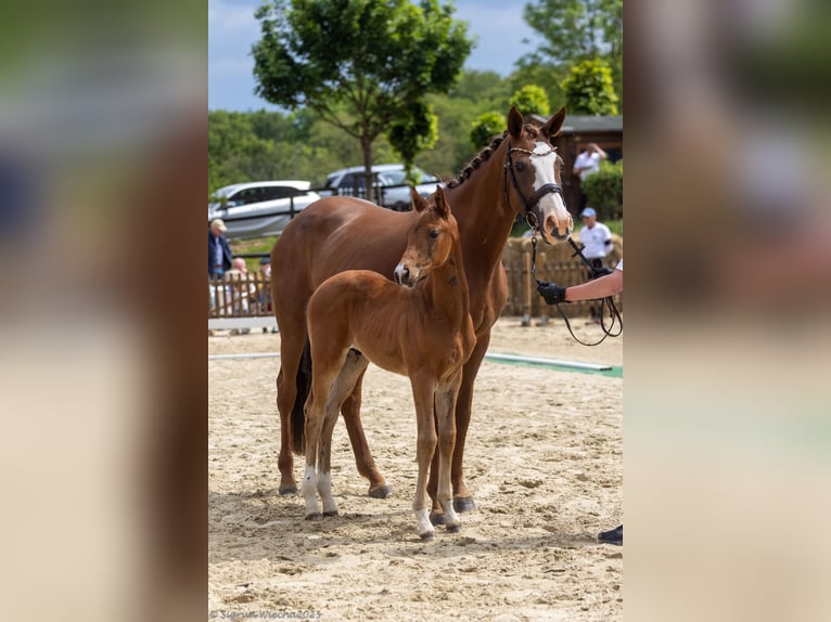 Trakehner Stallion 1 year 16 hh Brown in Ruppichteroth
