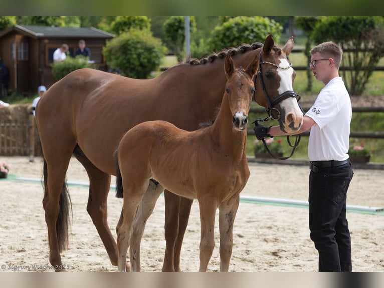 Trakehner Stallion 1 year 16 hh Brown in Ruppichteroth